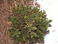 Pinus mugoi var rotundata Fritsche HB IMG_4587 Sosna kosodrzewina